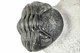 Bargain, Curled Pedinopariops Trilobite - Mrakib, Morocco #287666-5